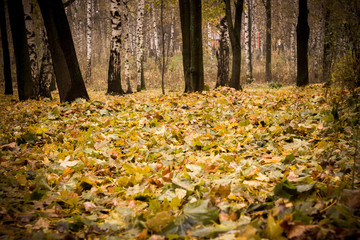 Trees in Autumn Park Retro