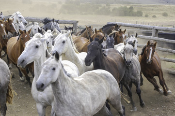 Obraz premium manada de caballos