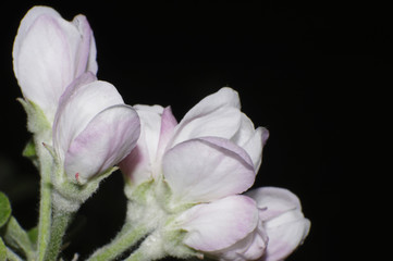small pink apple blooms