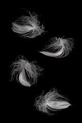 Obraz premium Feather in different angles on a black background 
