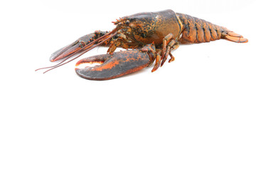 Red lobster, the best of lobster in the world