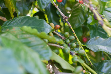 Coffee beans