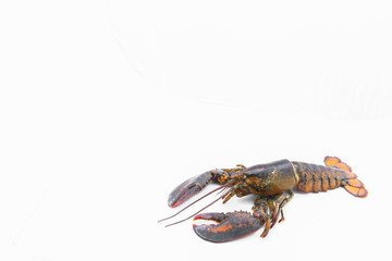 Red lobster, the best of lobster in the world