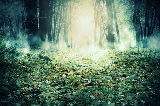 Fototapeta Trees in the Autumn Mist