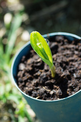Corn seedling