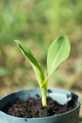 Corn seedling