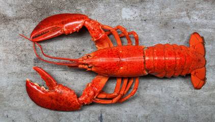 Red lobster, the best of lobster in the world