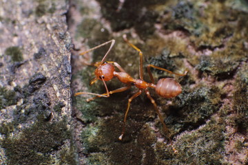 Small insect in the garden