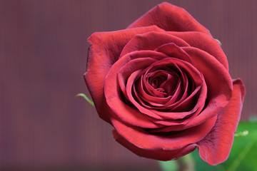Flower of red rose