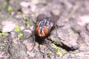 Small insect in the garden