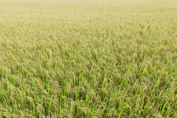 Close up top view rice fields