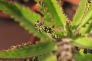 Kalanchoe daigremontiana