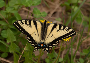 Canadian Tiger Swallowtail