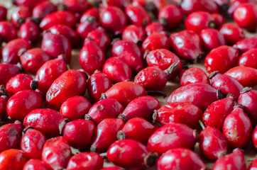sweetbrier berries red background