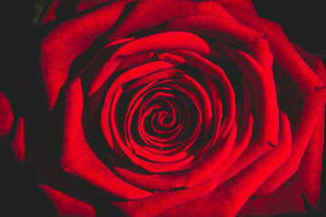Panele Szklane Podświetlane  czerwona róża z ciemności