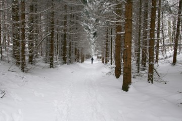 Hiker in snowy forest