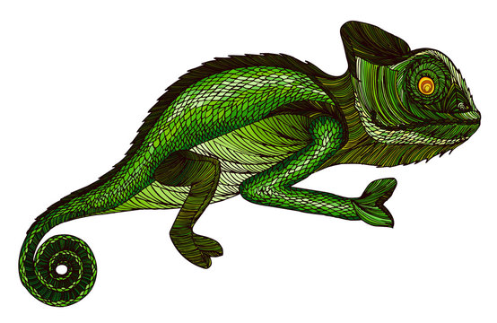 Chameleon.Profile Lizard. Hand drawn.