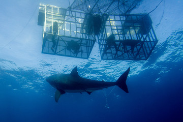 Obraz premium Great White shark ready to attack
