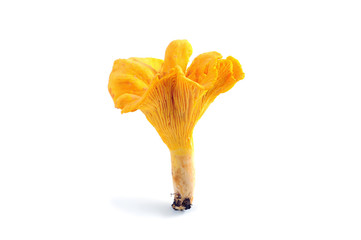 golden chanterelle mushroom isolated