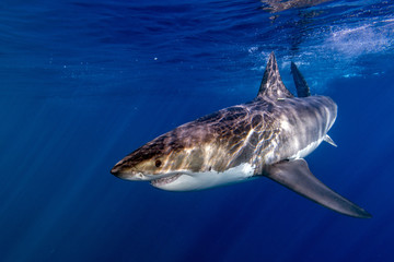Great White shark ready to attack