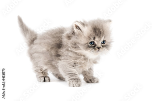 Cucciolo di gatto persiano a pelo lungo tortie grigio con occhi azzurri isolato su sfondo bianco