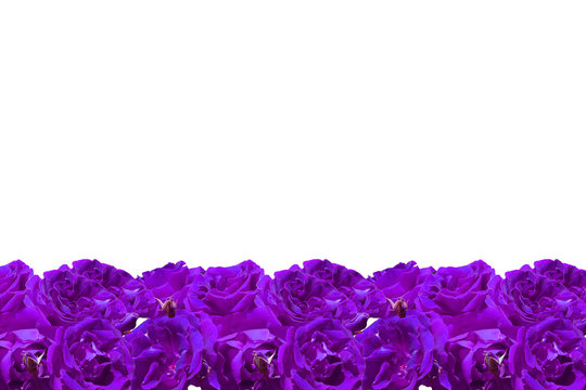Purple Roses Frame
