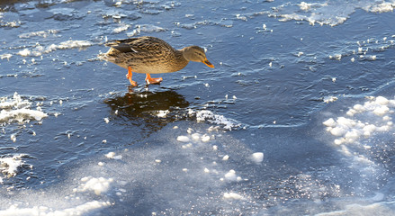 Female Mallard Walking on Thin Ice