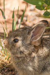 Cute Young Cottontail Rabbit
