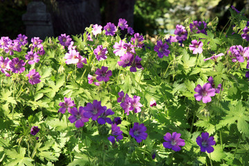 Geranium, garden composition. Spring in the botanical garden