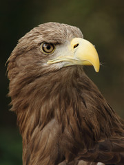 Portrait of a beautiful european eagle