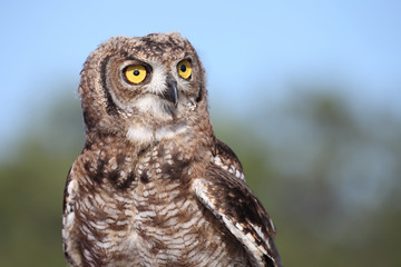 Portrait of an owl with yellow eyes