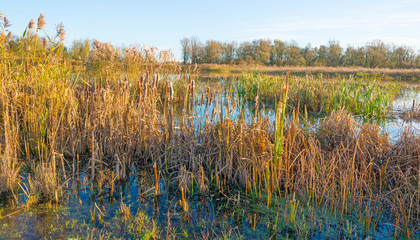 The shore of a sunny lake in autumn
