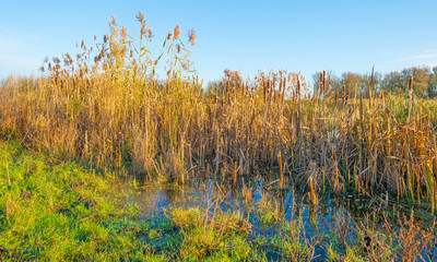 Fototapeta premium The shore of a sunny lake in autumn 