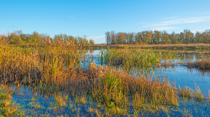 The shore of a sunny lake in autumn
