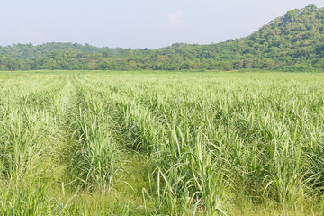 Sugarcane early growth field