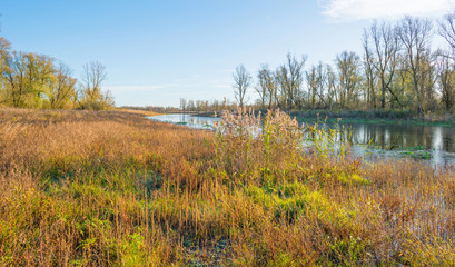 The shore of a sunny lake in autumn
