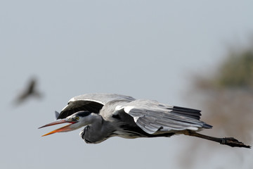 Aggressive heron in flight