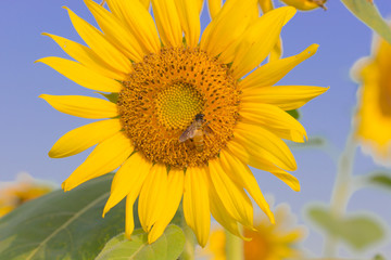 Sunflower with a little bee