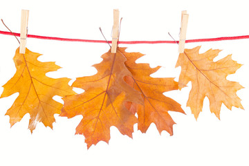 Dry oak leaves on a white background