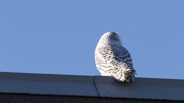 Harfang des neiges