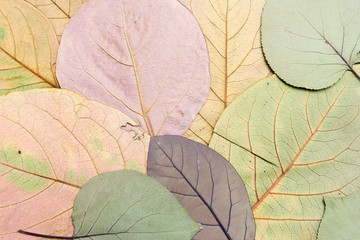 Naklejka na ściany i meble hojas secas