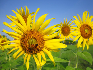 Beautiful sunflower in the garden