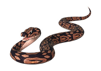 Ball Python on White