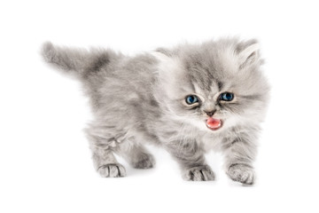 Cucciolo di gatto persiano a pelo lungo tortie grigio con occhi azzurri  isolato su sfondo bianco 