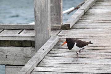 Australischer Austernfischer (Haematopus longirostris)