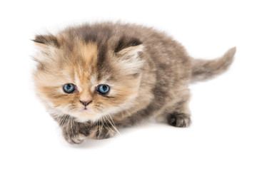 Obraz premium Cucciolo di gatto persiano a pelo lungo tortie beige rossiccio isolato su sfondo bianco