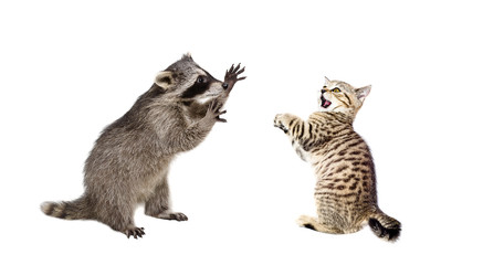 Playful raccoon and frightened kitten Scottish Straight © sonsedskaya