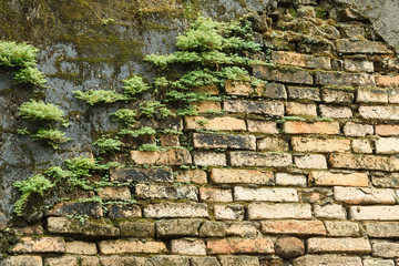 The old brick wall with moss