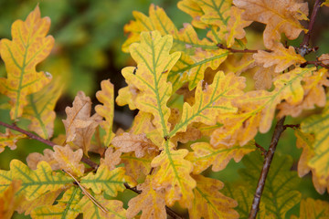 Bright yellow leaves