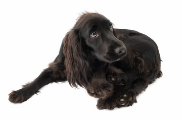 Cocker spaniel inglese nero con cucciolo di gatto persiano  tartugato isolati su sfondo bianco